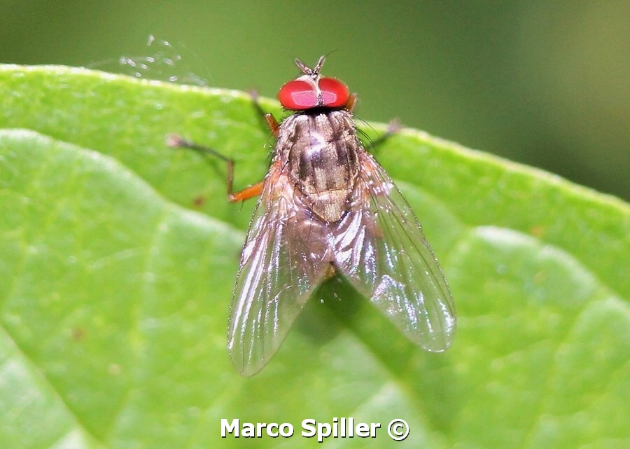 Phaonia sp. (Muscidae Phaoniinae)